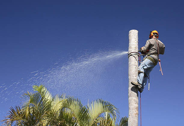 Best Root Management and Removal  in Oyster Bay Cove, NY