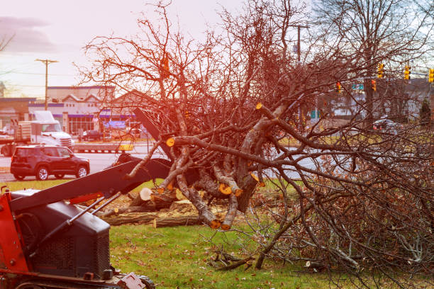 How Our Tree Care Process Works  in  Oyster Bay Cove, NY