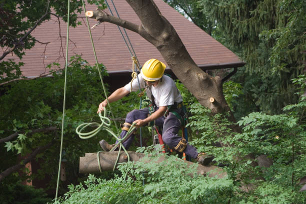 Best Residential Tree Removal  in Oyster Bay Cove, NY