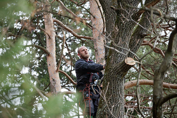 Best Storm Damage Tree Cleanup  in Oyster Bay Cove, NY