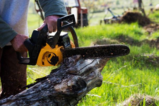 Best Tree Preservation Services  in Oyster Bay Cove, NY