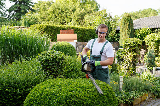 Trusted Oyster Bay Cove, NY Tree Removal Services Experts