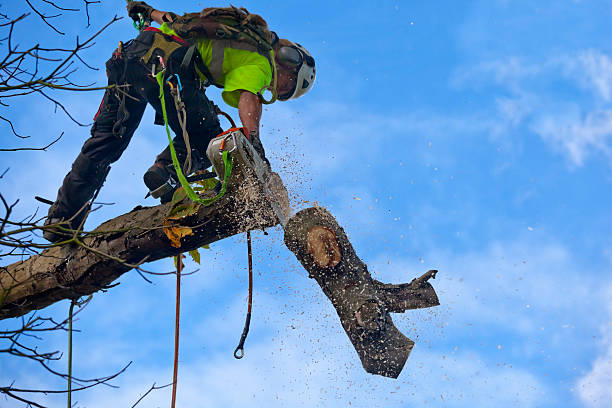 Best Residential Tree Removal  in Oyster Bay Cove, NY